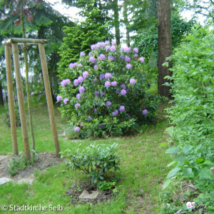 Natur- und Baumbestattung Busch